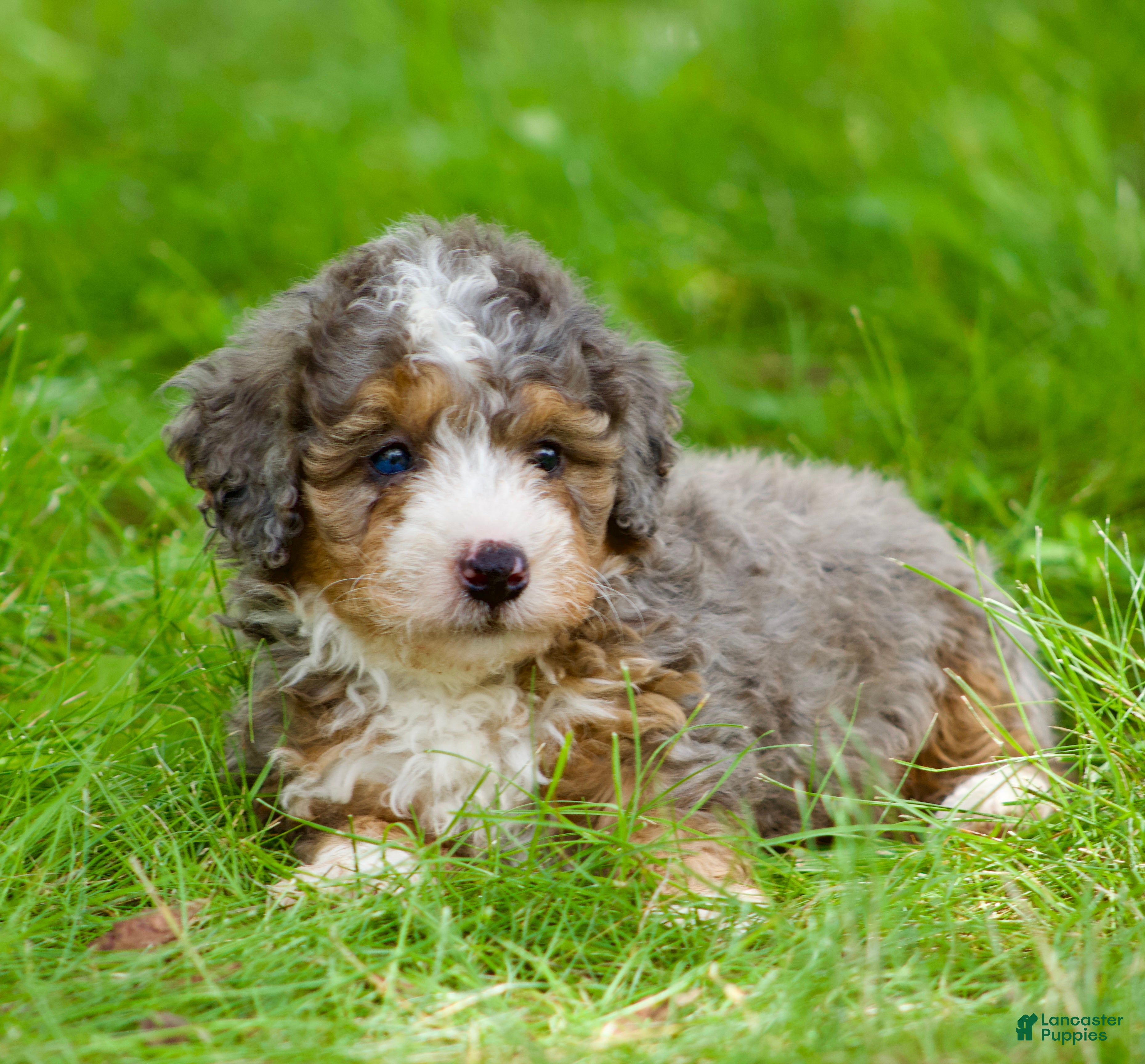 Mini Bernedoodle dogs Simba  - Ad 1
