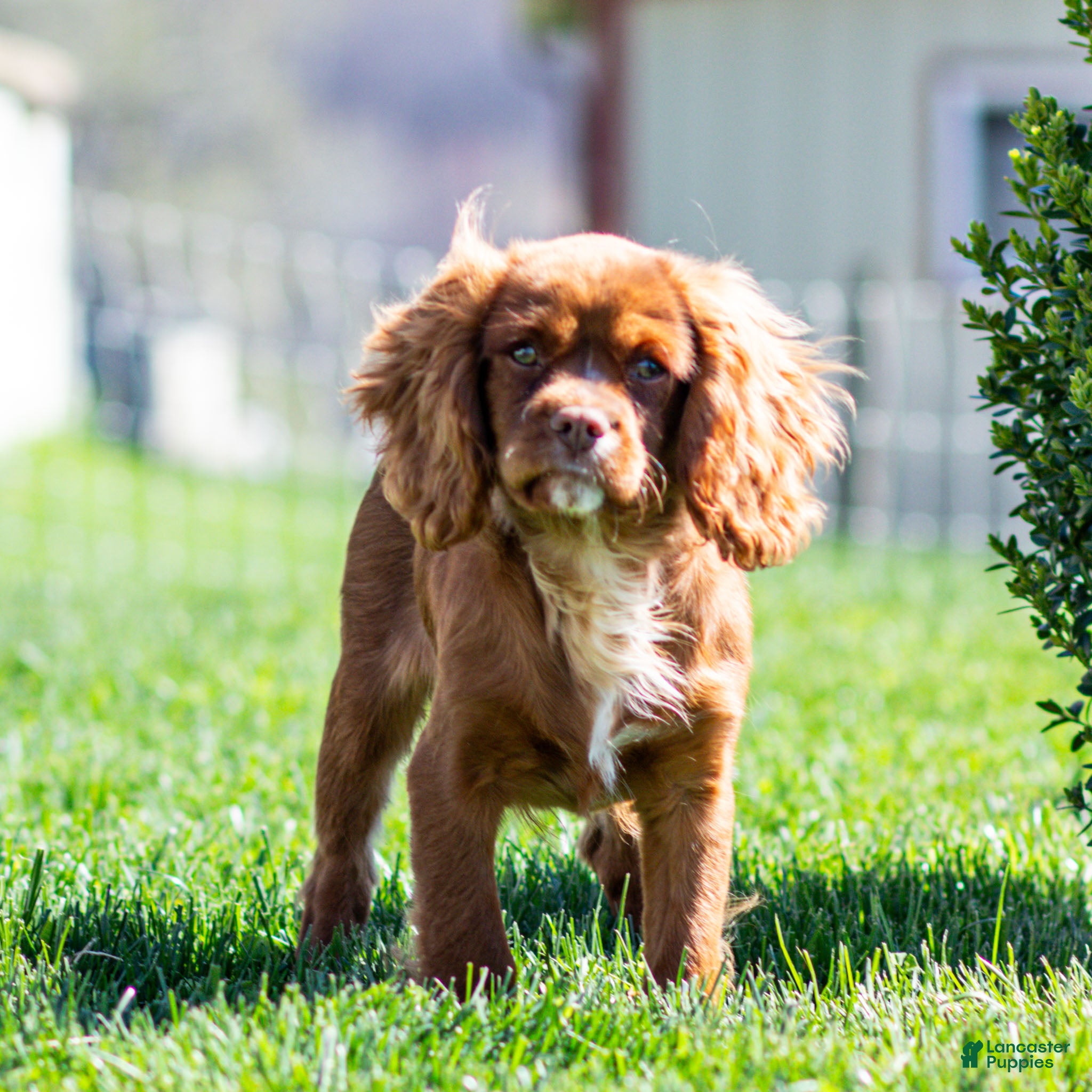 Cavalier King Charles Spaniel dogs Colsen - Ad 1