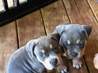 American Bully dogs American Bully 3 - Ad 38