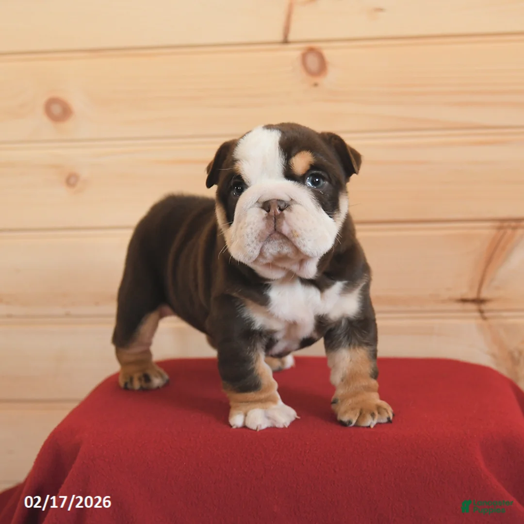 English Bulldog dogs for sale: Wiggles - Ad 2