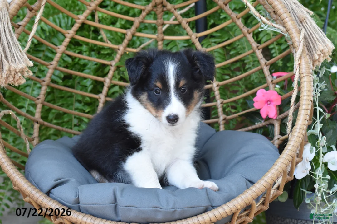 Shetland Sheepdog dogs for sale: Echo - Ad 1