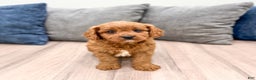 Cavapoo dogs for sale: Bambi - Ad 7