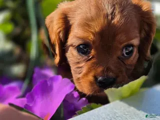 Cavalier King Charles Spaniel dogs Richie - Ad 21