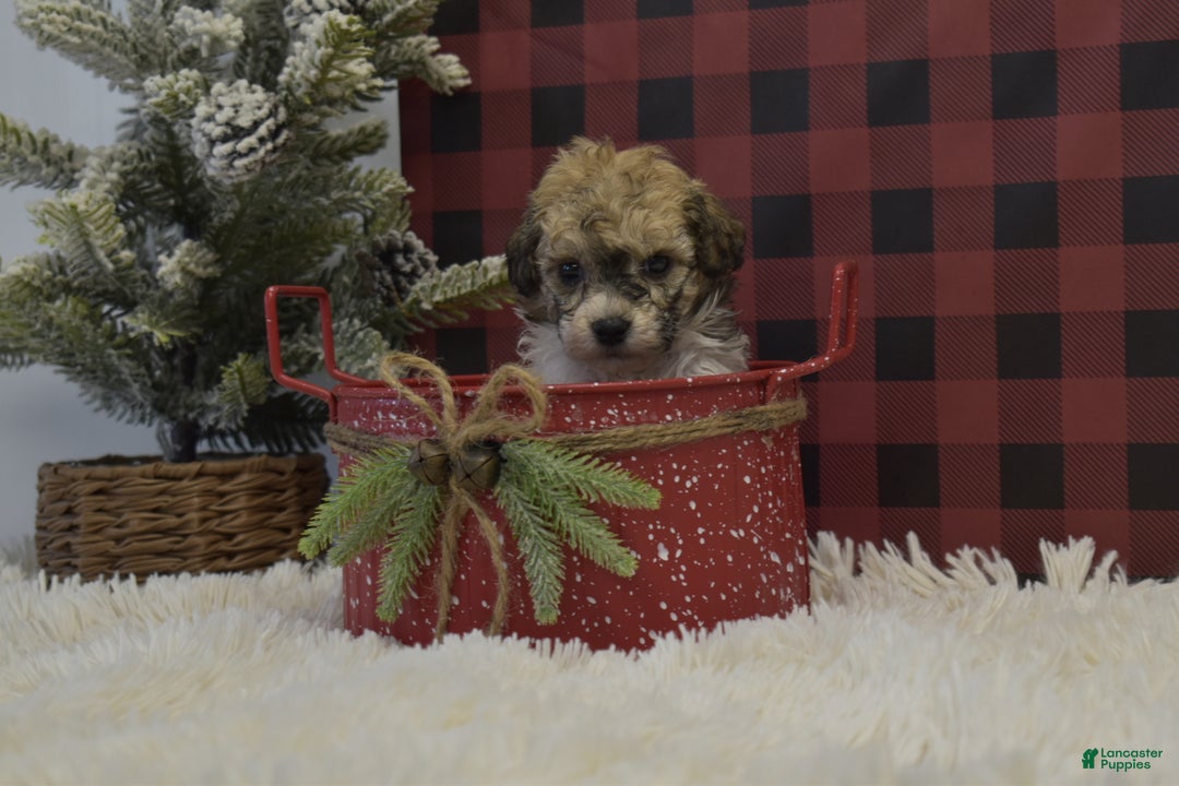 Miniature Poodle dogs for sale: Merdell - Ad 4