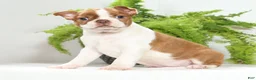Boston Terrier dogs for sale: Cody - Ad 3