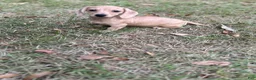 Miniature Dachshund dogs for sale: Honey - Ad 3