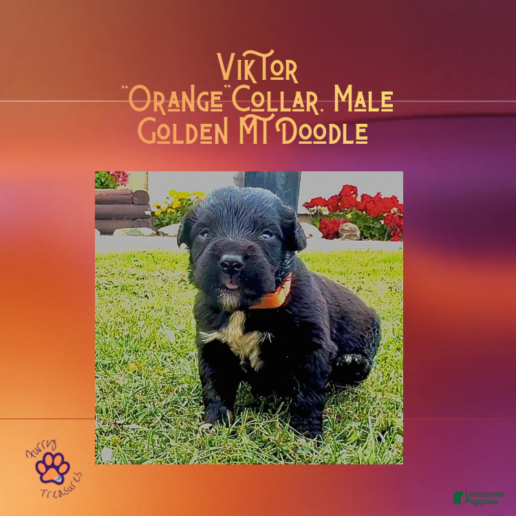 Mixed Breed dogs  ⭐ Viktor — Orange Collar • Male Golden Mountain Doodle - Ad 5