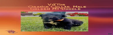  ⭐ Viktor — Orange Collar • Male Golden Mountain Doodle
