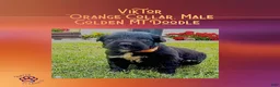 Mixed Breed dogs for sale:  ⭐ Viktor — Orange Collar • Male Golden Mountain Doodle - Ad 1