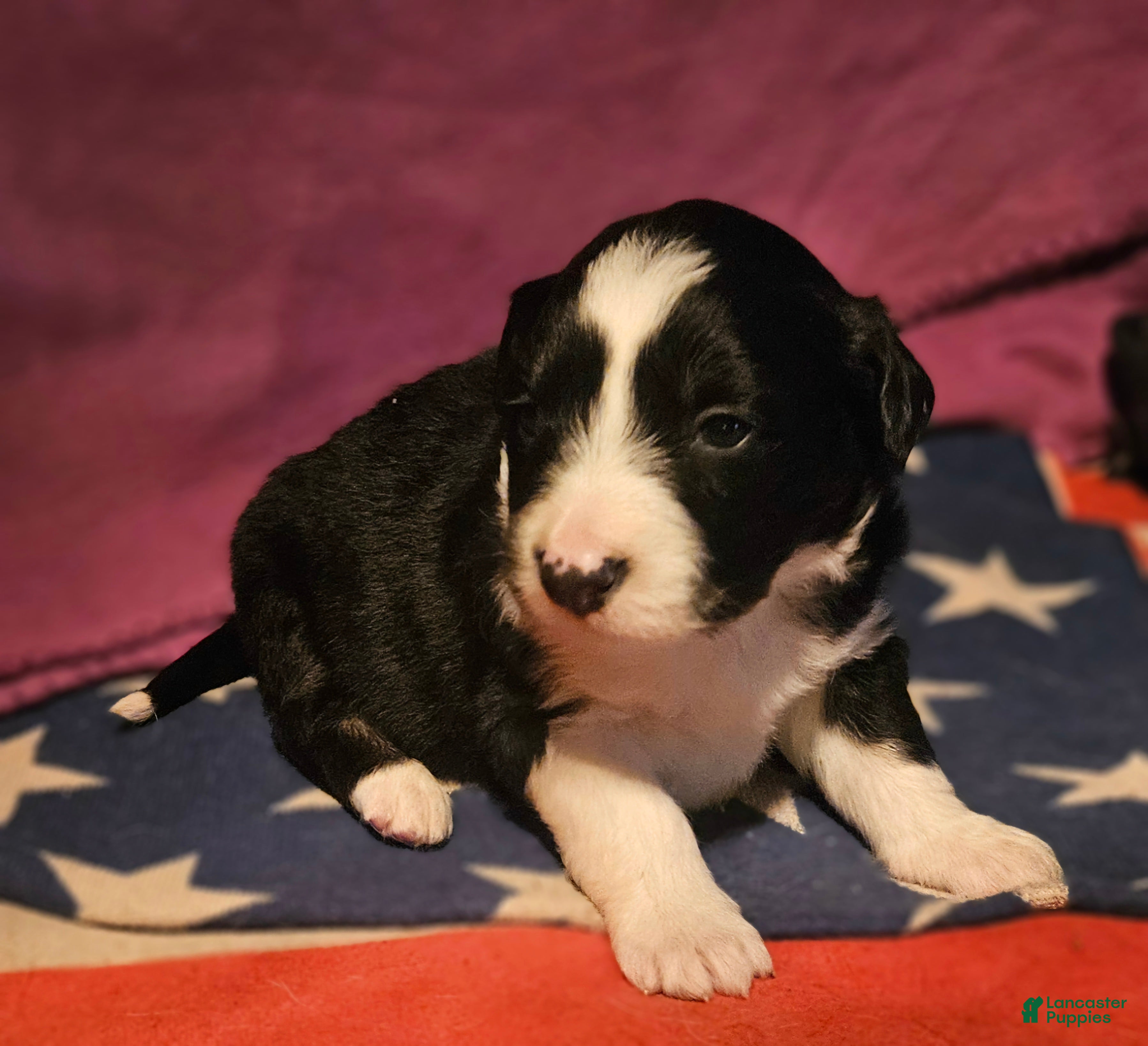 Border Collie dogs Finn (Blue Eyes) - Ad 9