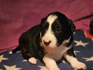 Border Collie dogs Finn (Blue Eyes) - Ad 9