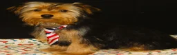 Yorkshire Terrier dogs for sale: Samson - Ad 5
