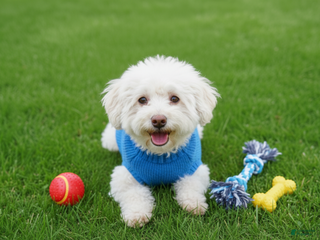 Maltipoo dogs - Ad 1