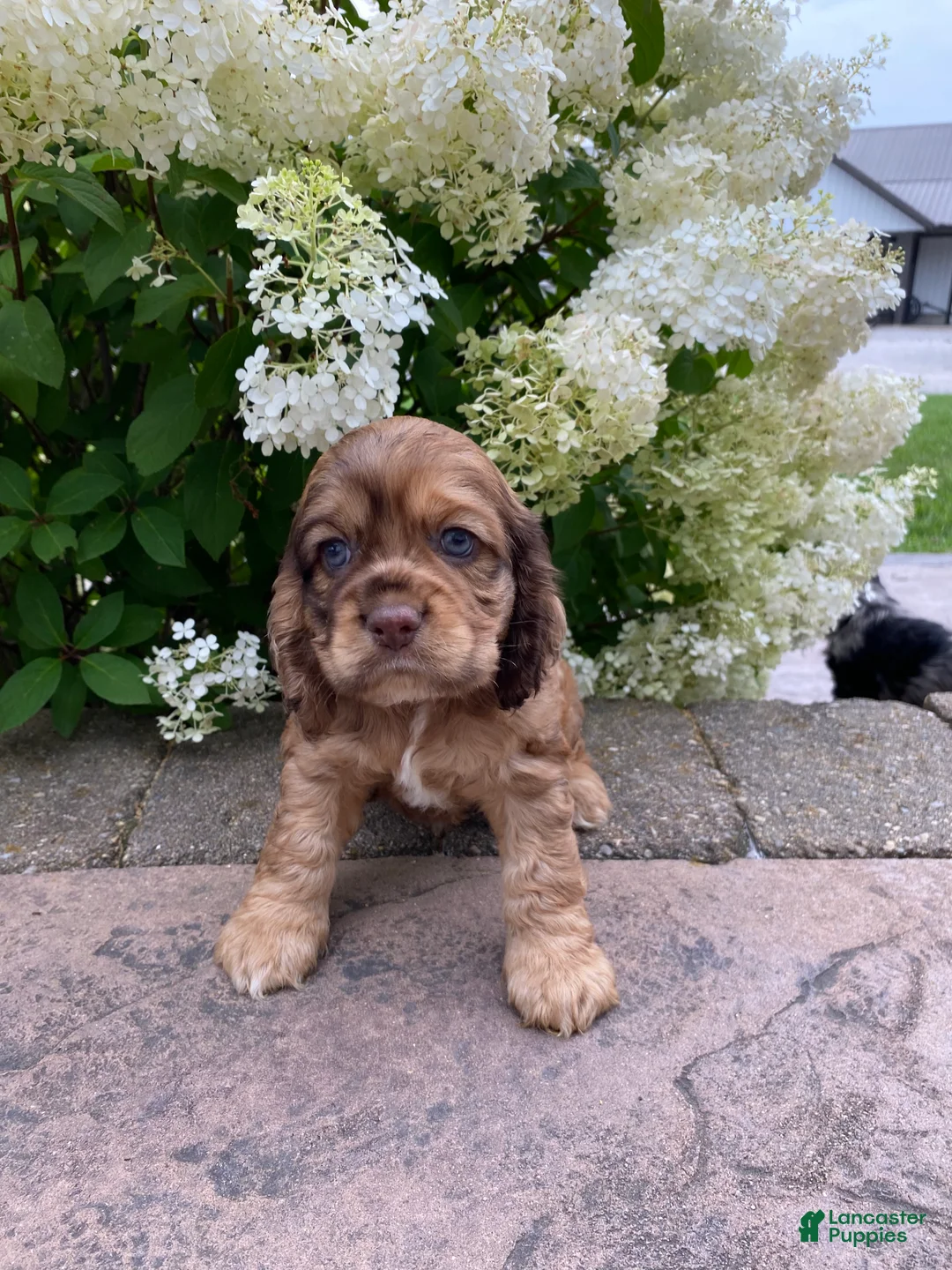 Cocker Spaniel dogs for sale: Terry - Ad 4