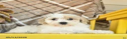 Maltipoo dogs for sale: Sailor  - Ad 3