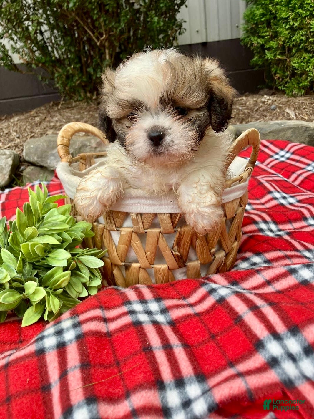 Shih Tzu dogs Tucker - Ad 1