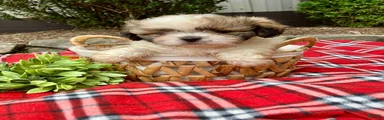 Tucker