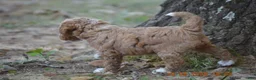 Miniature Poodle dogs for sale: Peanut - Ad 4