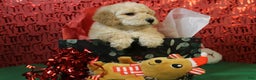 Miniature Poodle dogs for sale: Mr Wilson - Ad 7