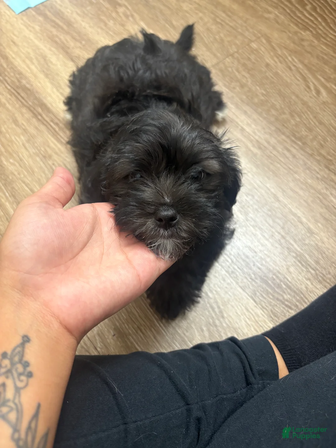 Yorkiepoo dogs for sale: Tinkerbell - Ad 2