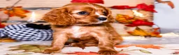 Cavalier King Charles Spaniel dogs for sale: Jojo - Ad 13