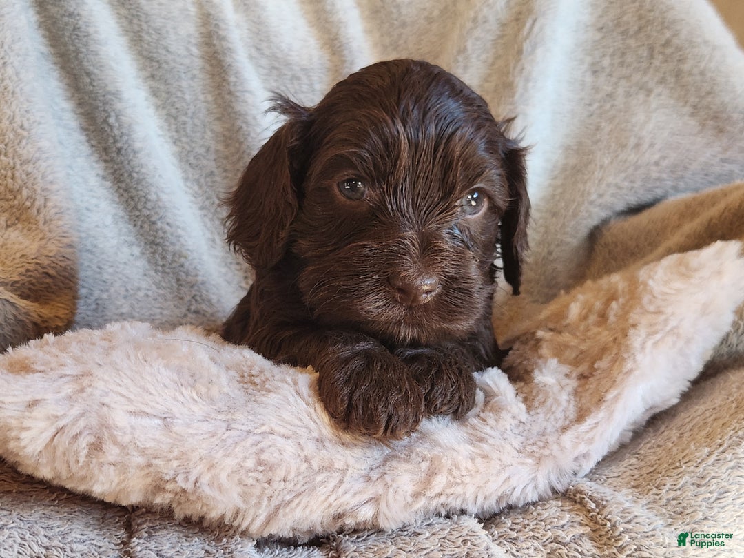 Mixed Breed dogs for sale: Logan - Ad 4