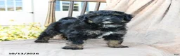 Mini Bernedoodle dogs for sale: Ranger - Ad 5