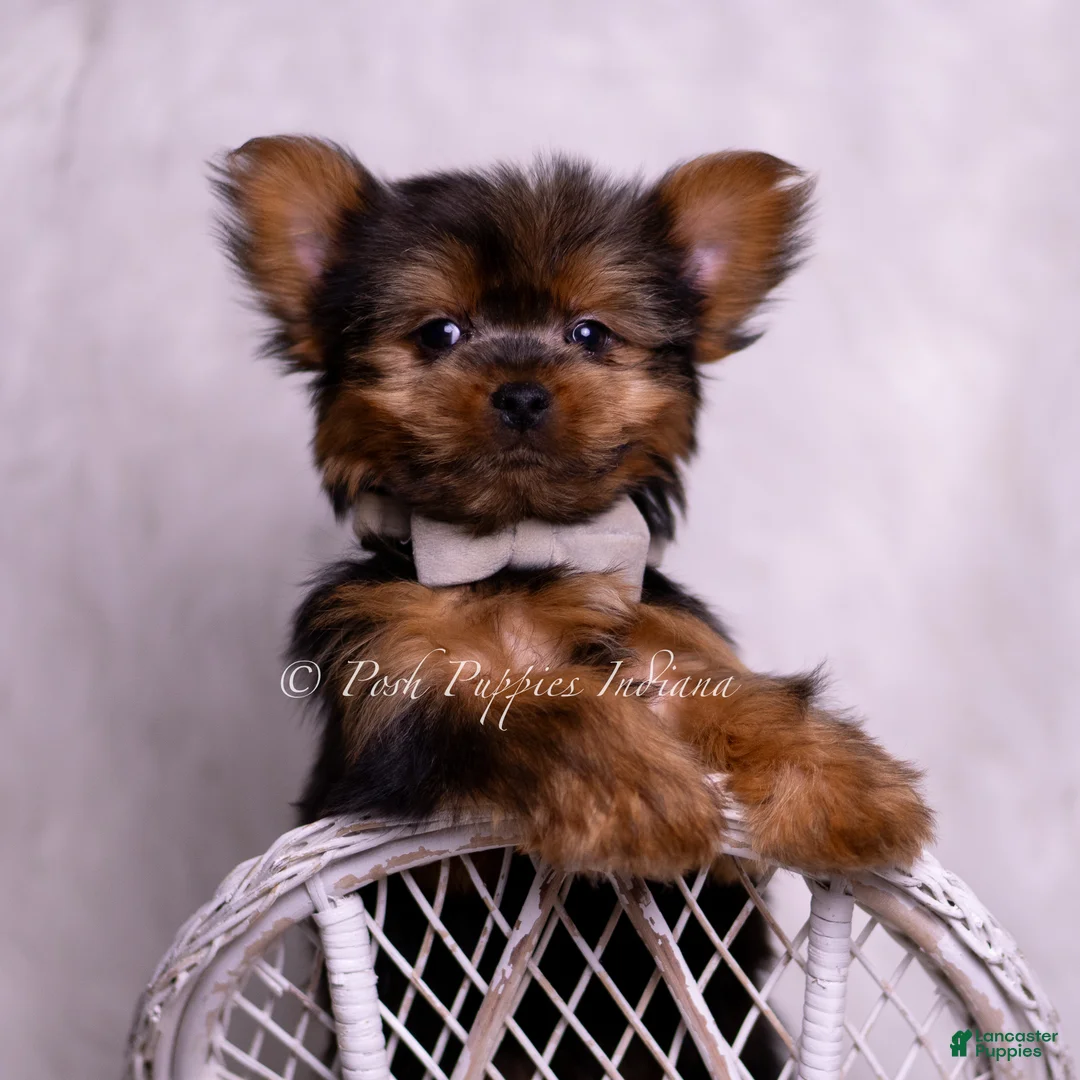 Yorkshire Terrier dogs for sale: Roo - Ad 5