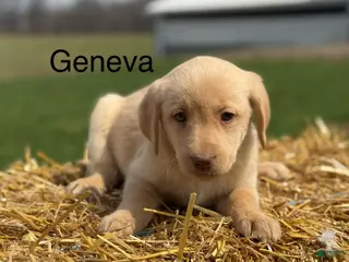 Labrador Retriever dogs for sale: Geneva - Ad 3