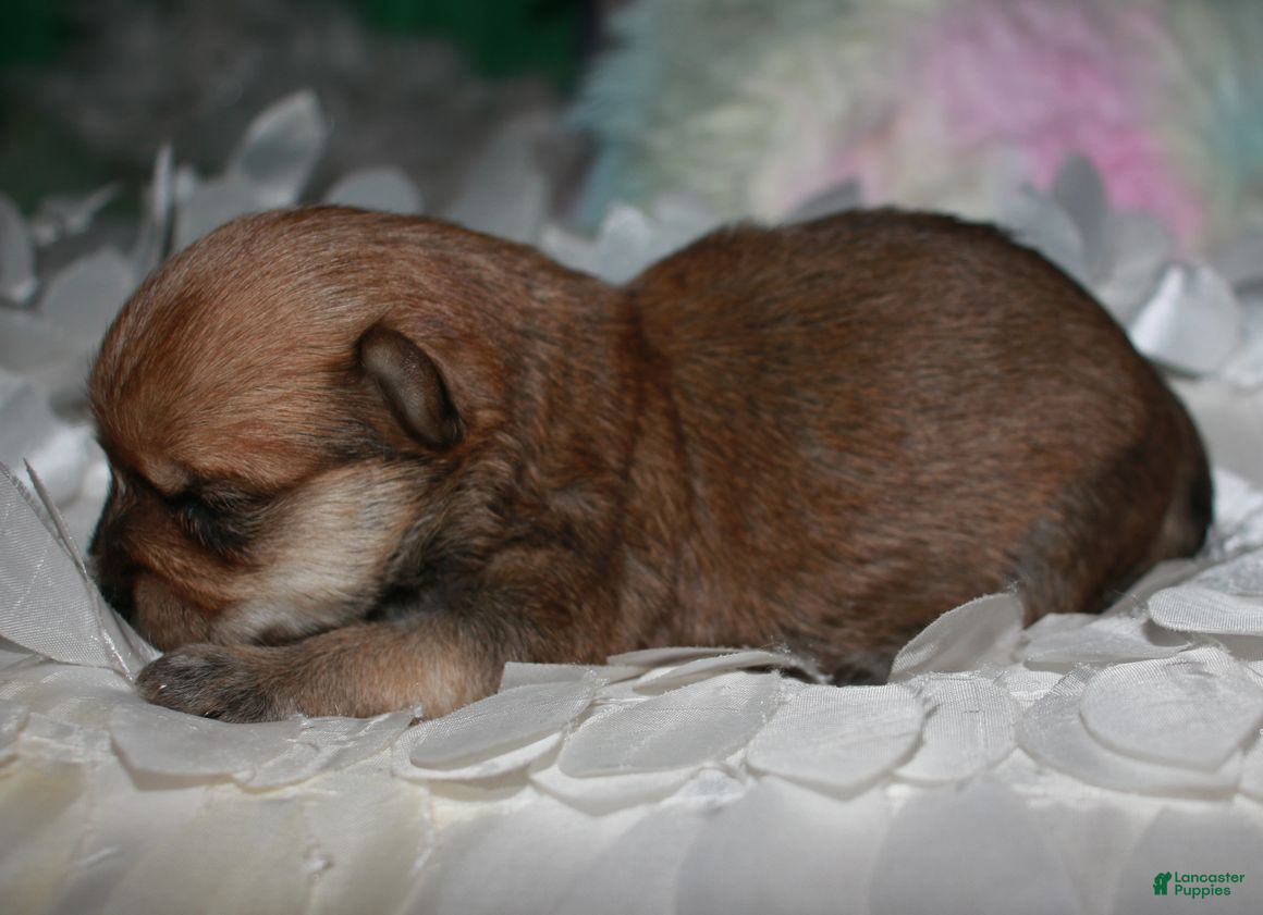 Morkie dogs Moses - Ad 2