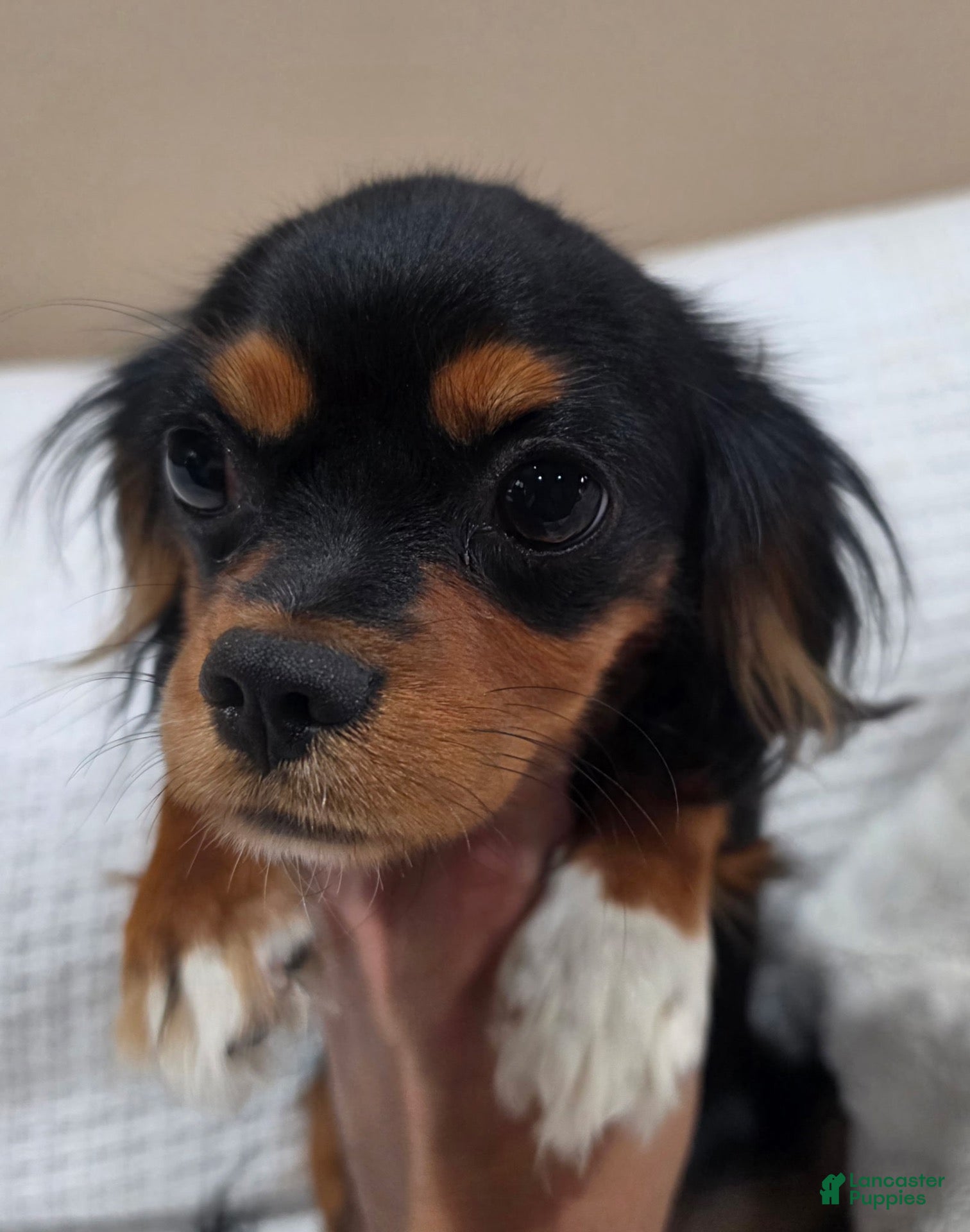 Cavalier King Charles Spaniel dogs Cavalier King Charles Spaniel  - Ad 13