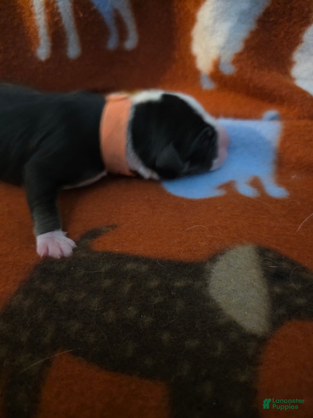 Mixed Breed dogs for sale: Orange - Ad 9