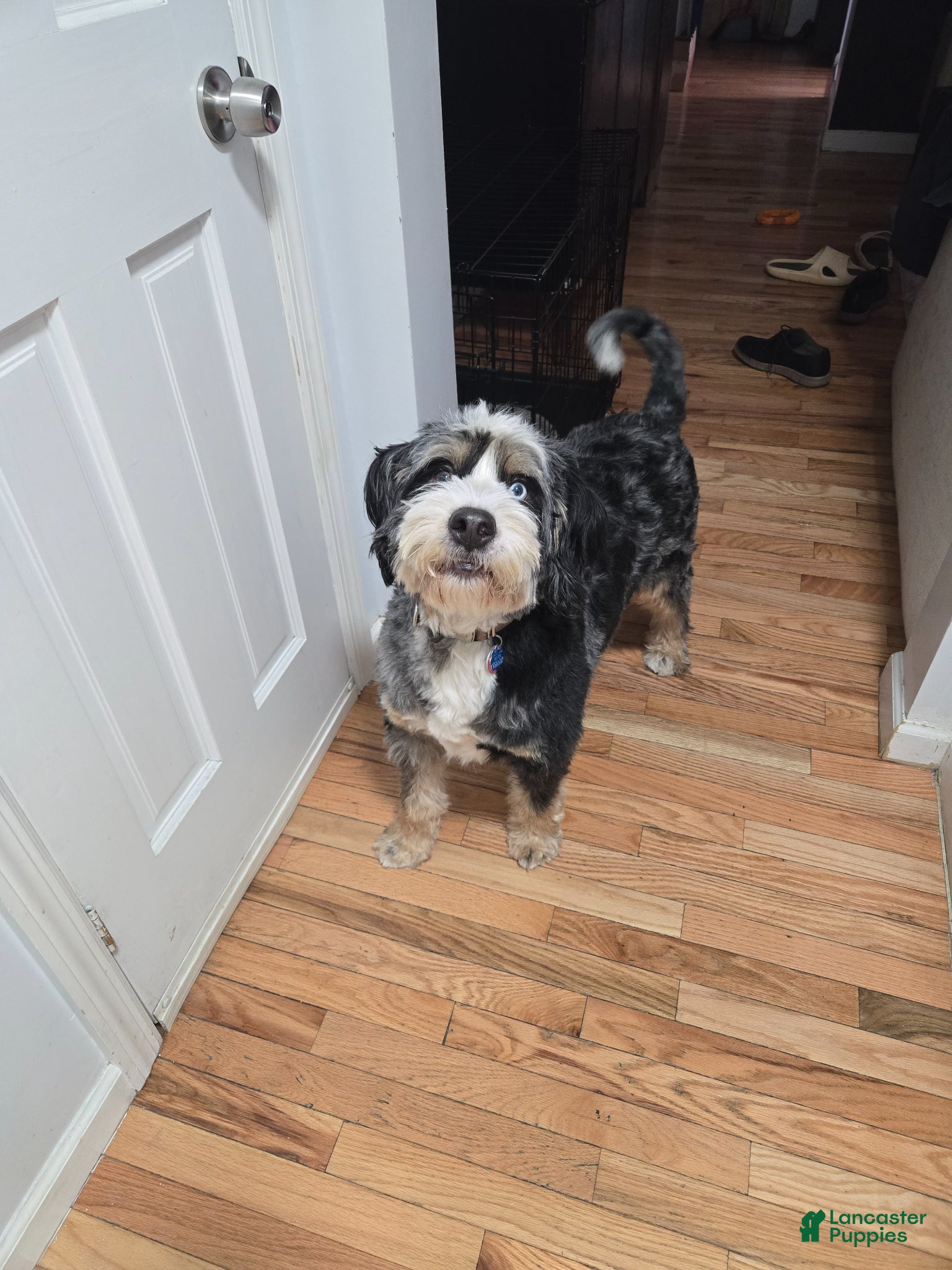 Bernedoodle dogs for sale: Bernedoodle Puppy 1 - Ad 1