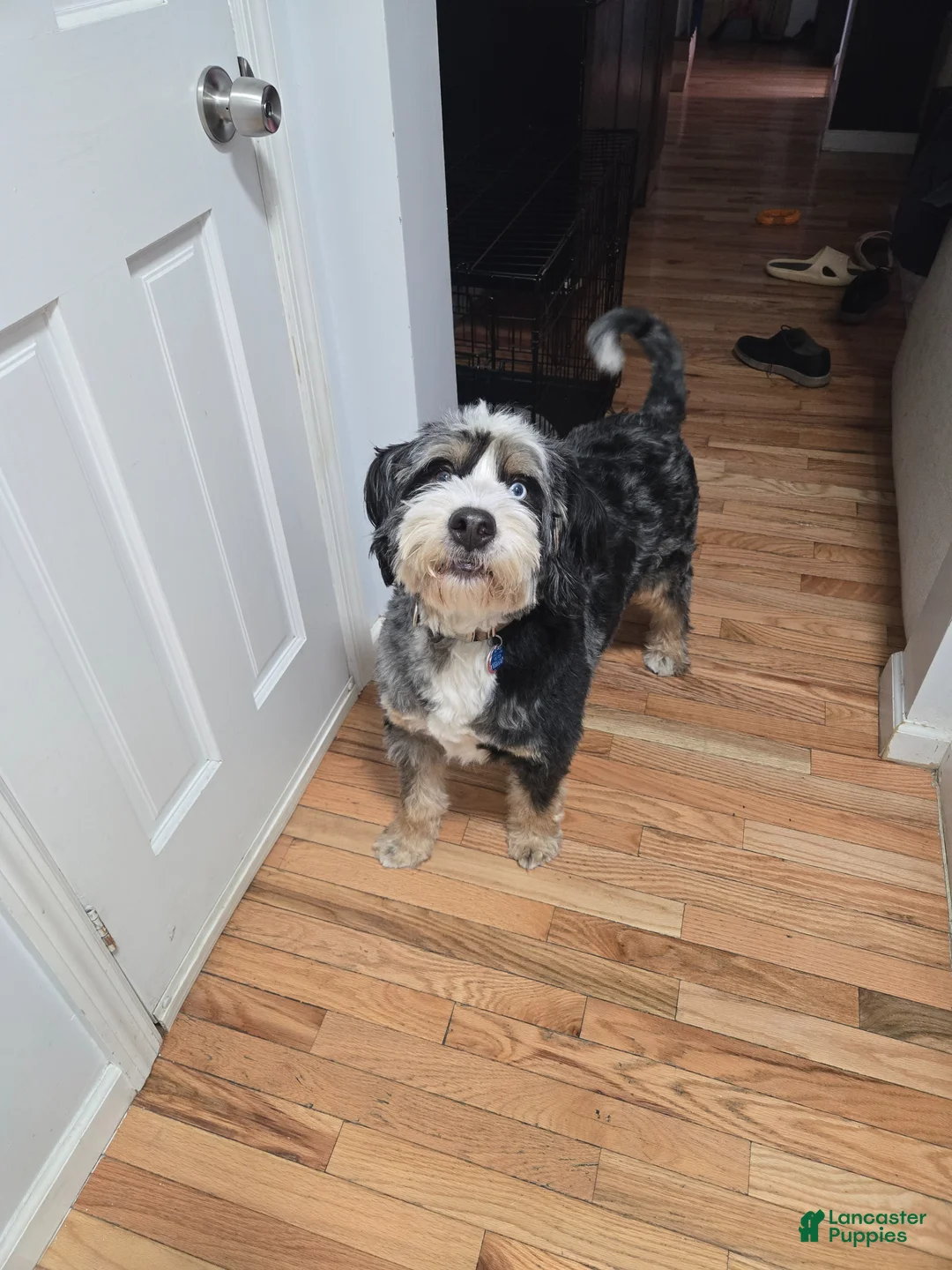 Bernedoodle dogs for sale: Bernedoodle Puppy 1 - Ad 1