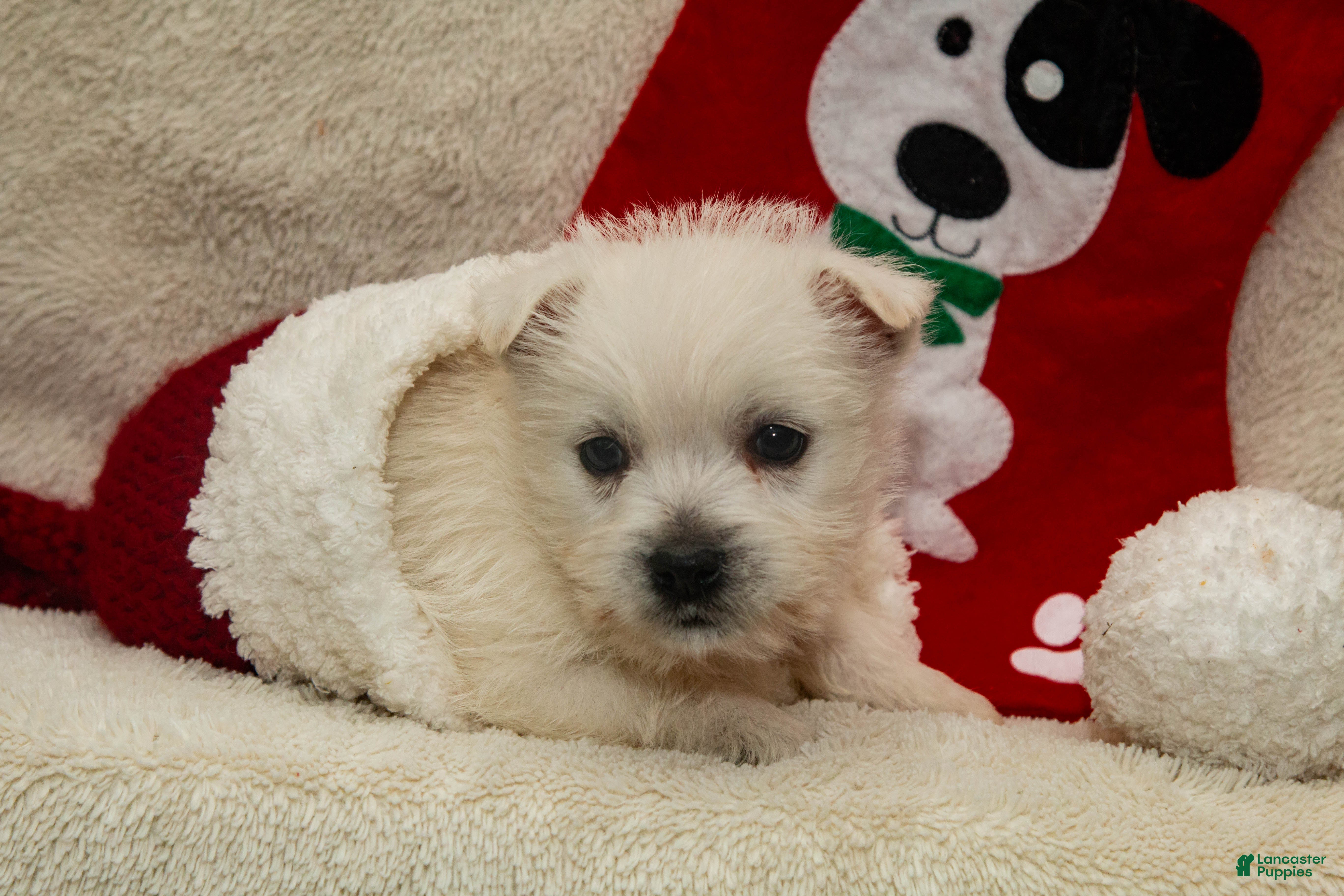 West Highland Terrier dogs Prancer - Ad 9