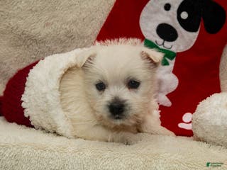 West Highland Terrier dogs Prancer - Ad 9