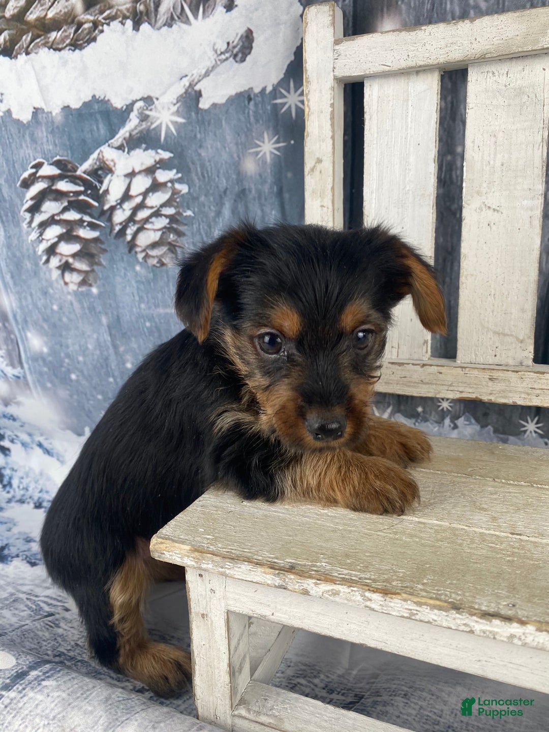 Yorkshire Terrier dogs for sale: Xavy - Ad 4