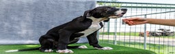 Great Dane dogs for sale: Kathy - Ad 14