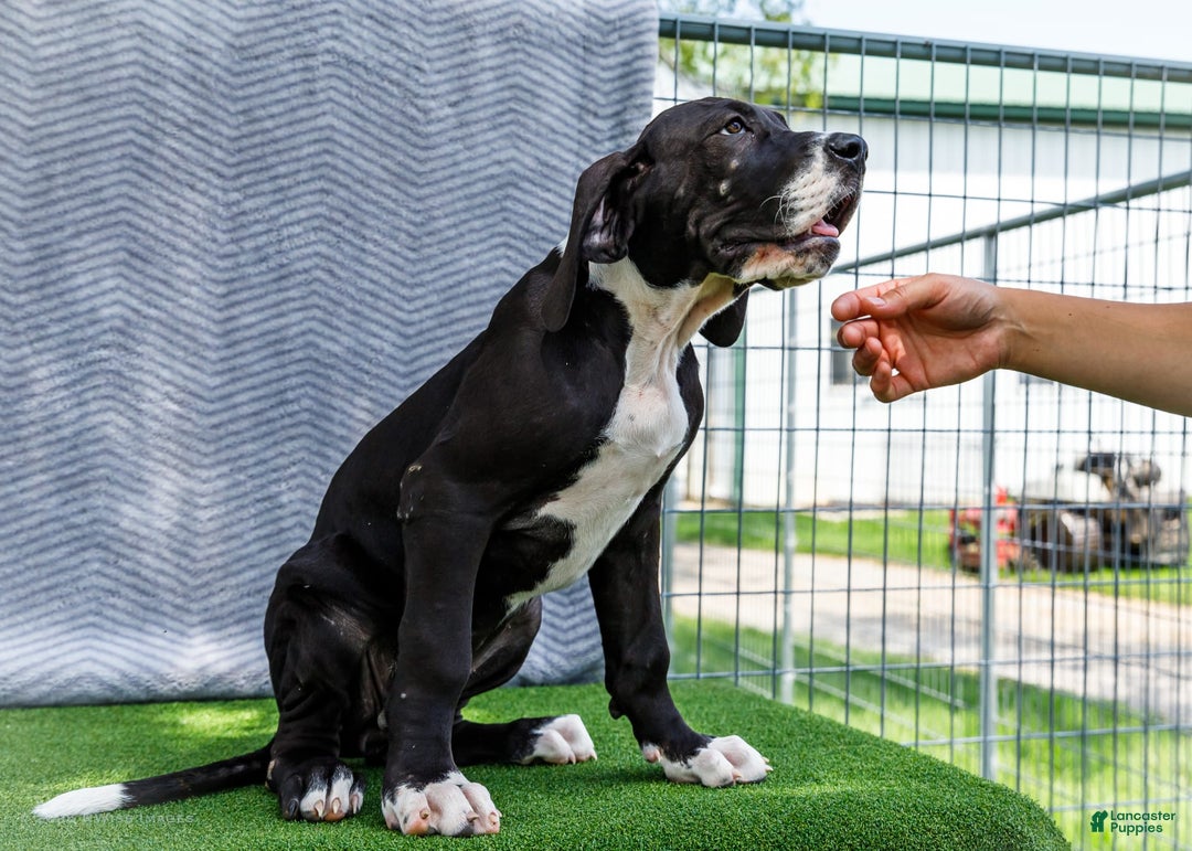 Great Dane dogs for sale: Kathy - Ad 14