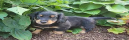 Miniature Dachshund dogs for sale: Vivian  - Ad 25