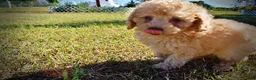 Havapoo dogs for sale: Dr. Pepper - Ad 11