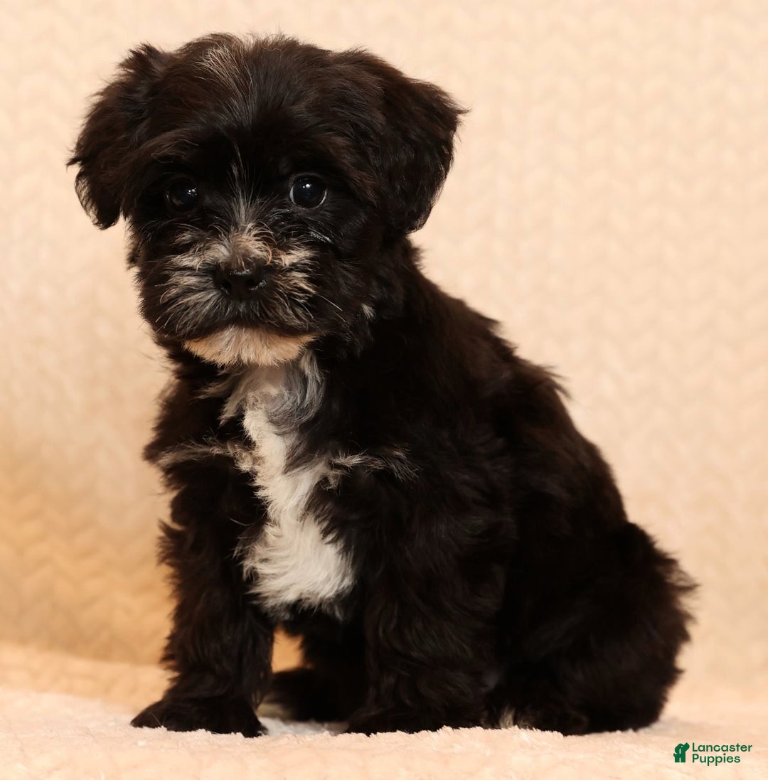 Yochon dogs for sale: Twinkle - Ad 4