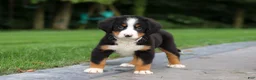 Bernese Mountain Dog dogs for sale: Josie - Ad 16