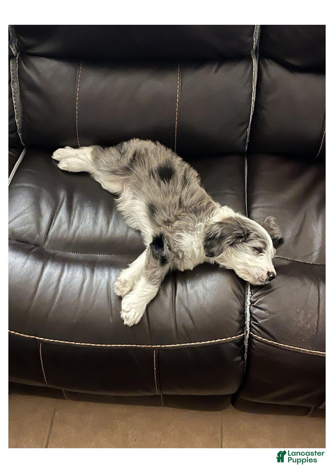 Mini Aussiedoodle dogs for sale: Mini Aussiedoodle Puppy 1 - Ad 3