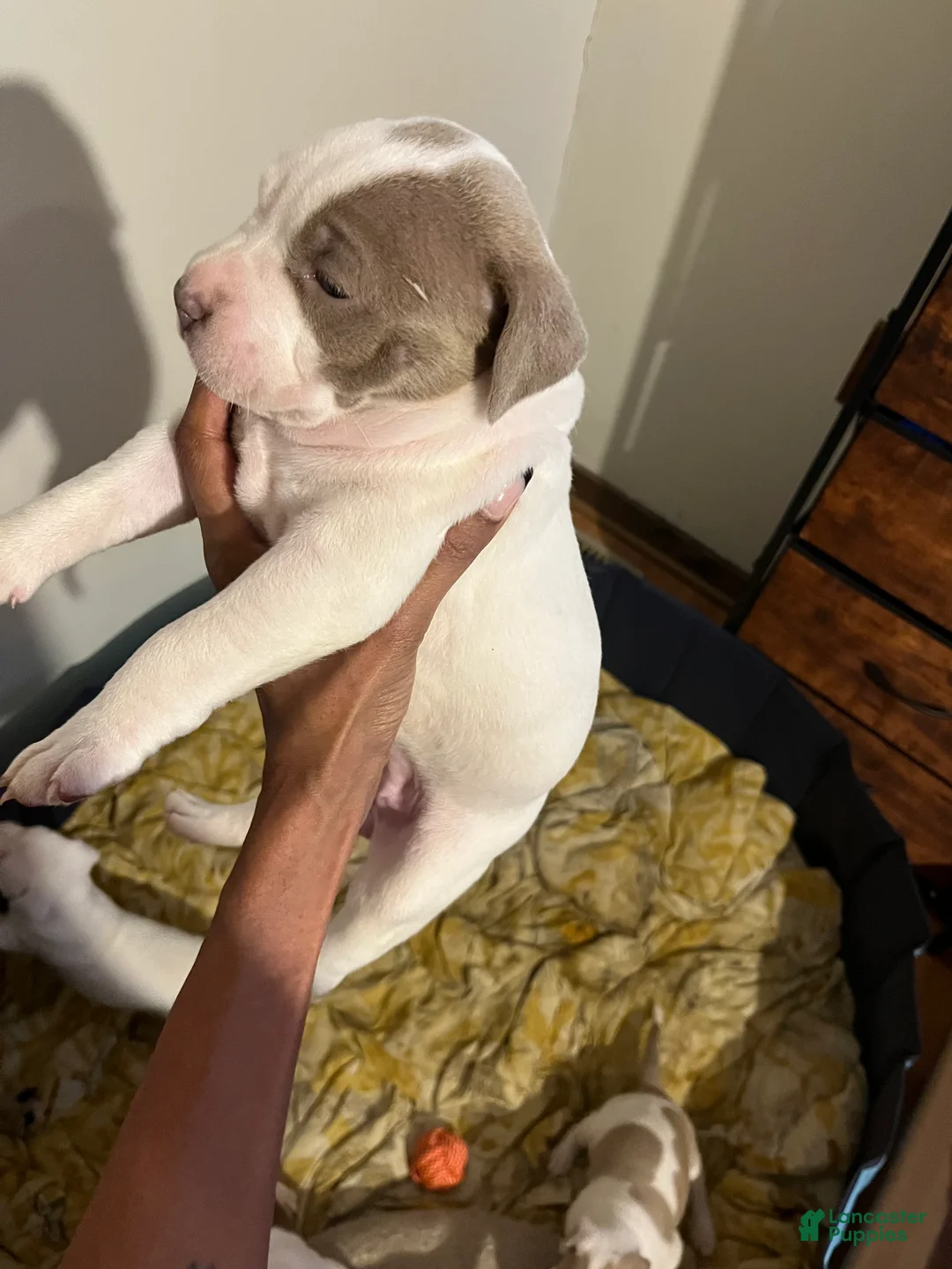American Bully dogs for sale: American Bully Puppy 7 - Ad 2