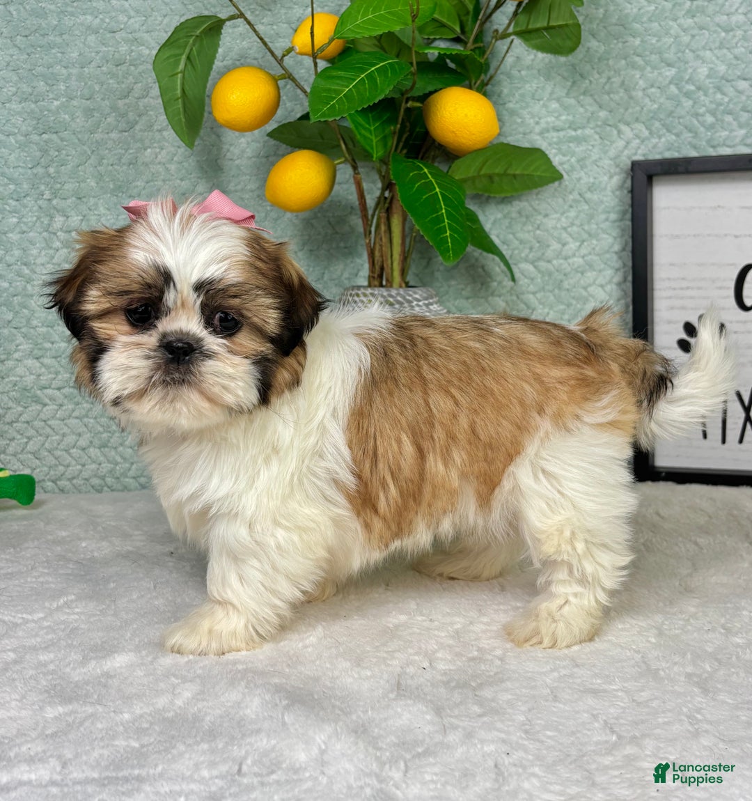 Shih Tzu dogs for sale: Shelby  - Ad 4