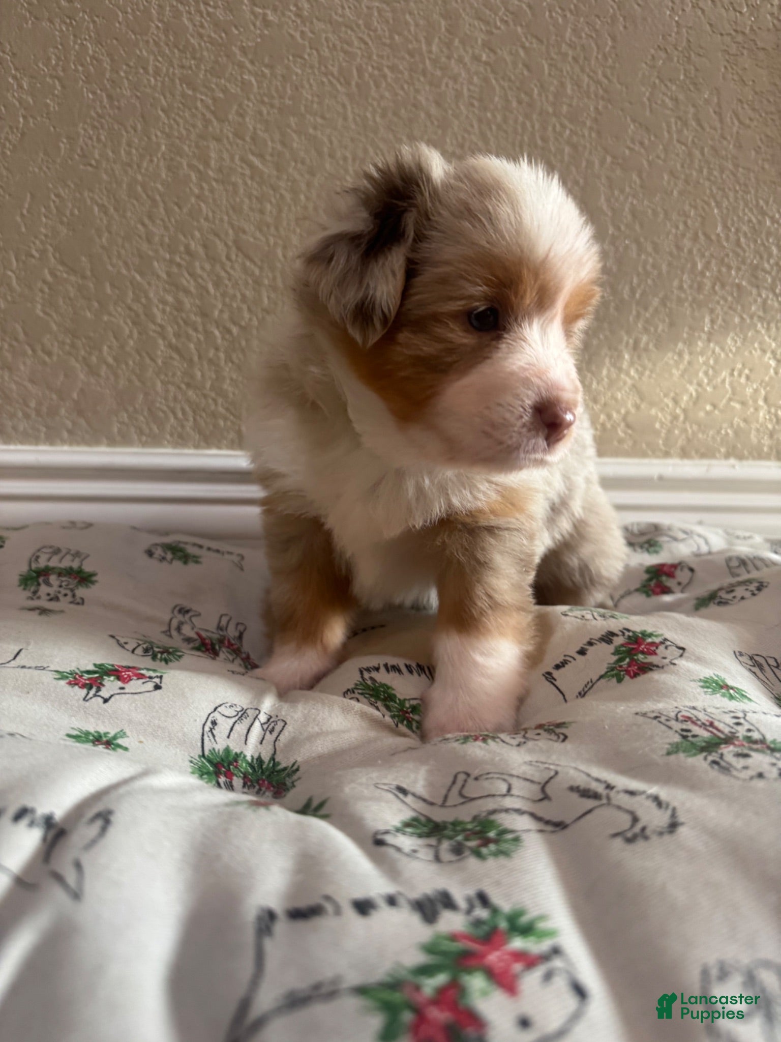 Australian Shepherd dogs Australian Shepherd 4 - Ad 14
