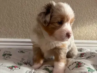 Australian Shepherd dogs Australian Shepherd 4 - Ad 6