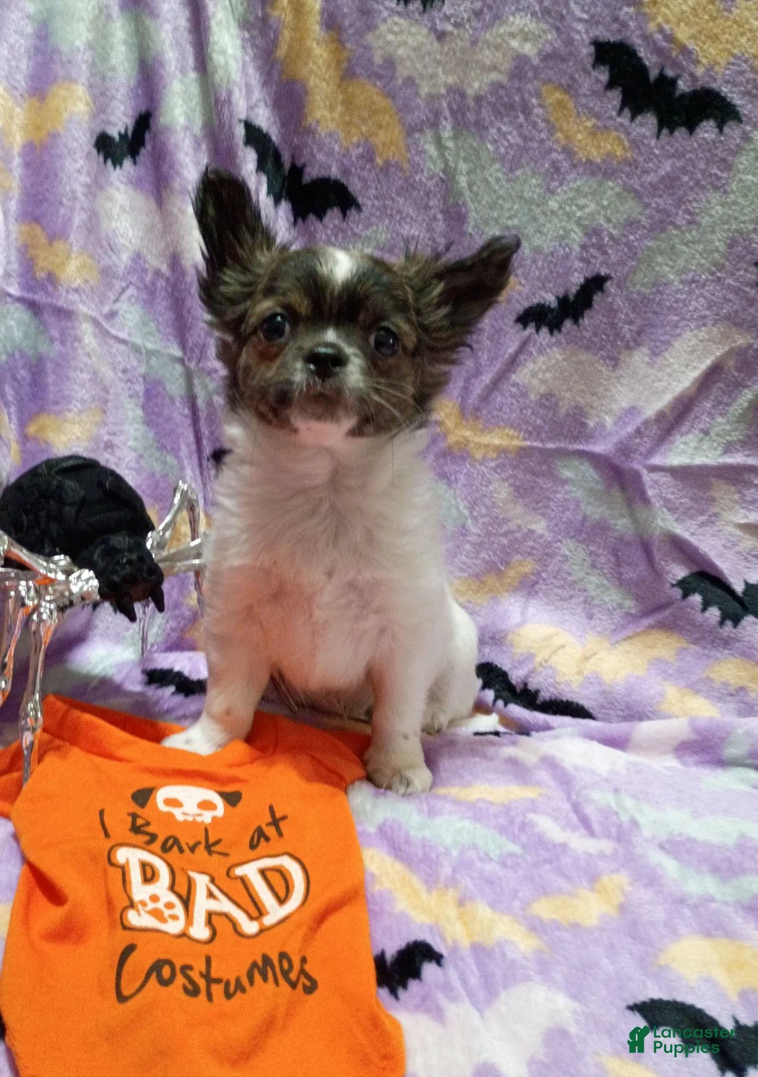 Chihuahua dogs for sale: Heart - Ad 1