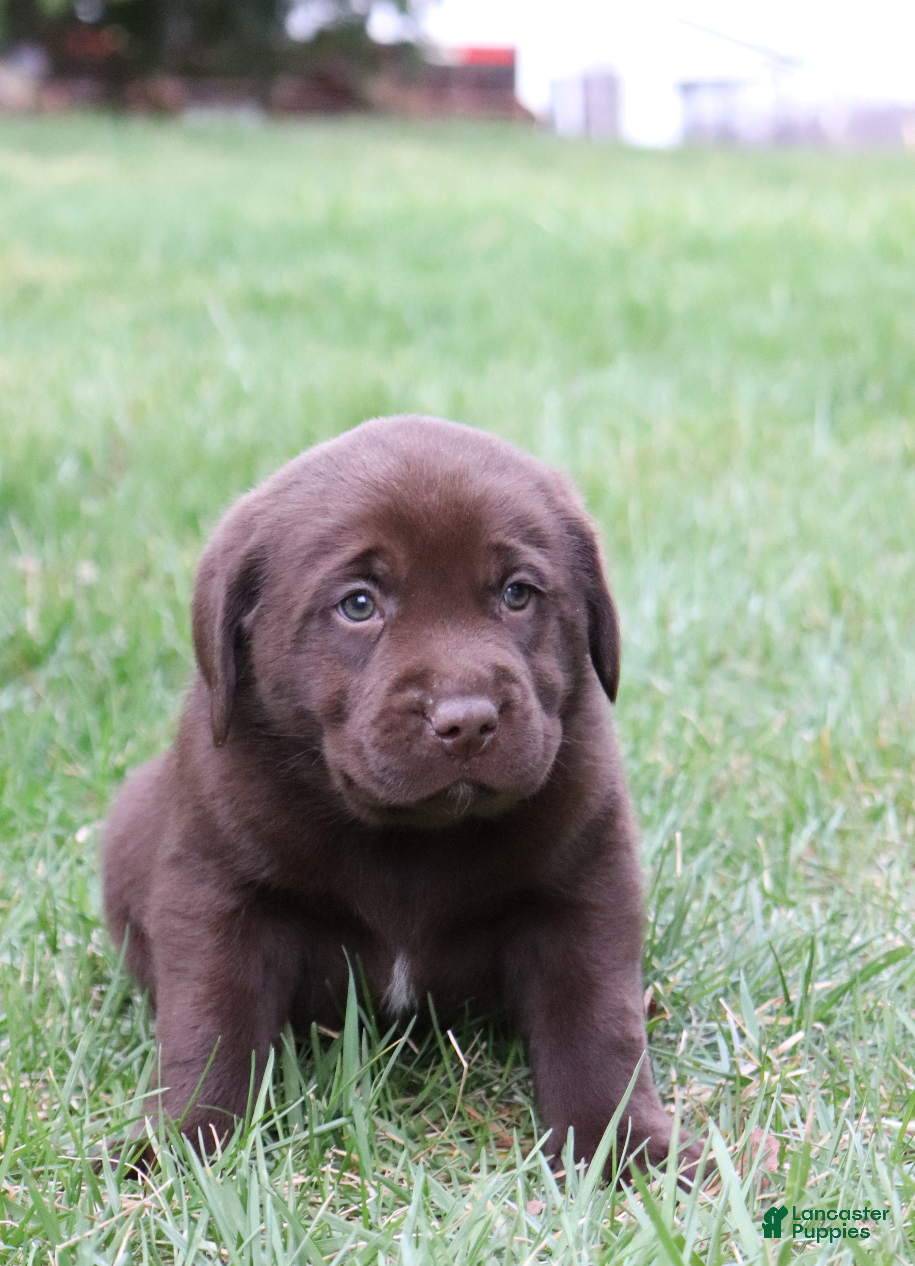 Labrador Retriever dogs Cooper - Ad 2